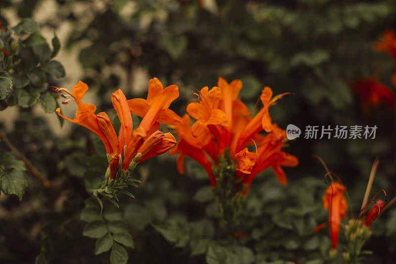 金银花海角(Tecoma capensis)特写视图